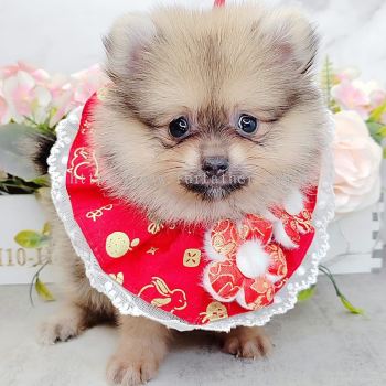 Pomeranian 博美