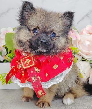 Pomeranian 博美