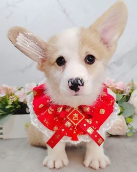 Welsh Corgi 柯基