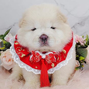 Chow Chow 松狮犬