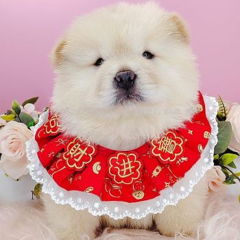 Chow Chow 松狮犬