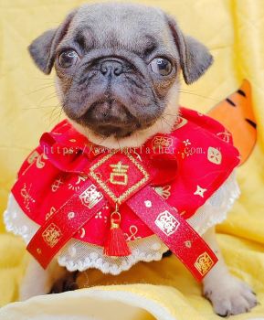 Pug 巴哥