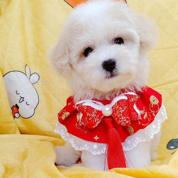 Maltipoo 马尔泰迪