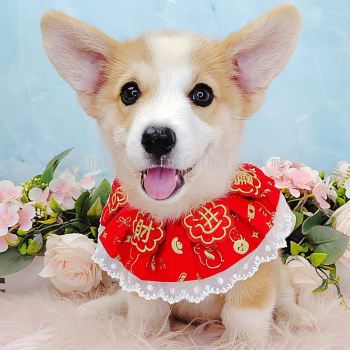 Welsh Corgi 柯基