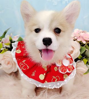 Welsh Corgi 柯基