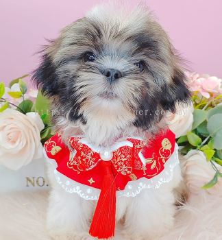 Shih Tzu 西施