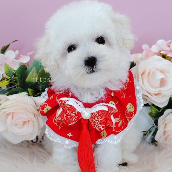  Poodle 泰迪贵宾