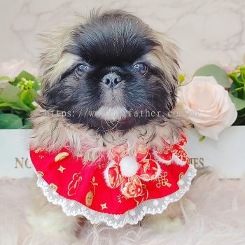 Pekingese 北京犬