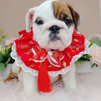 English Bulldog 英斗