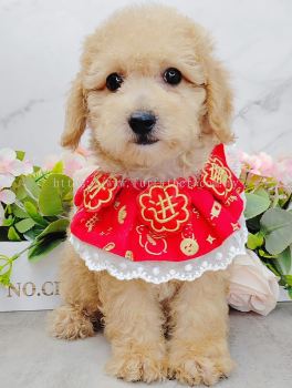  Poodle 泰迪贵宾