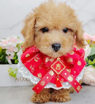  Poodle 泰迪贵宾