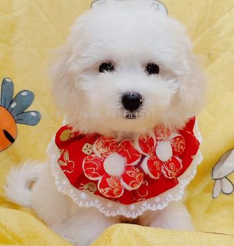 Maltipoo 马尔泰迪