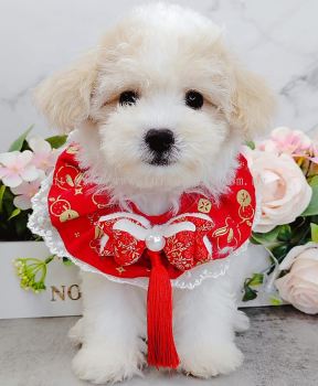 Maltipoo 马尔泰迪