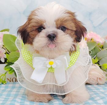 Shih Tzu 西施