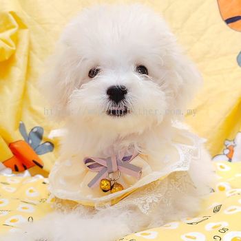 Maltipoo 马尔泰迪