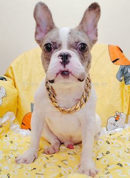 French Bulldog 法斗