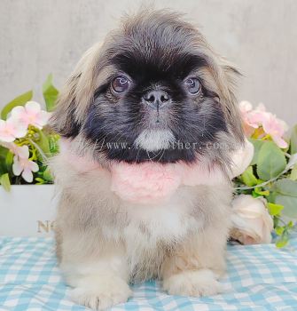 Pekingese 北京犬