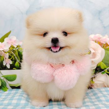 Pomeranian 博美