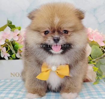 Pomeranian 博美