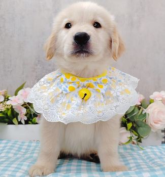 Golden Retriever 黄金猎犬