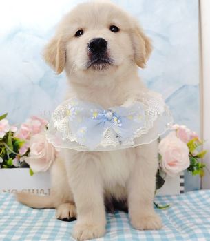 Golden Retriever 黄金猎犬