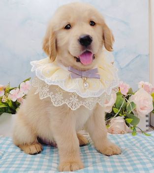 Golden Retriever 黄金猎犬