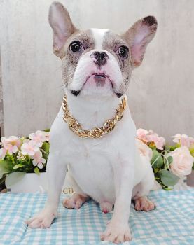 French Bulldog 法斗