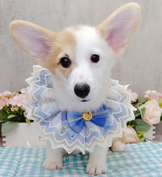 Welsh Corgi 柯基