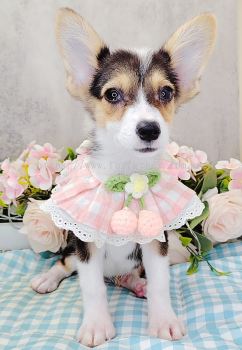 Welsh Corgi 柯基