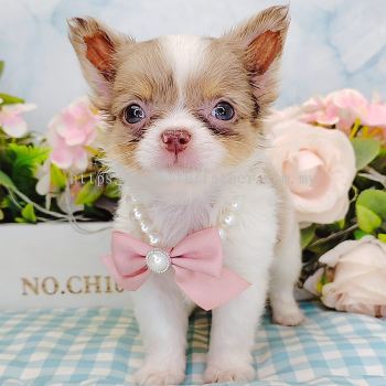 Chihuahua 吉娃娃