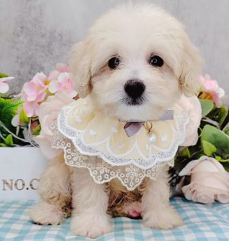 Maltipoo 马尔泰迪