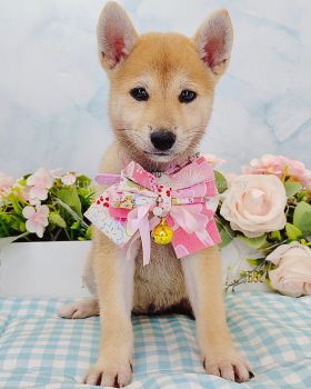 Shiba Inu 柴犬