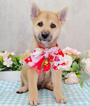 Shiba Inu 柴犬