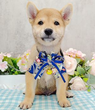 Shiba Inu 柴犬