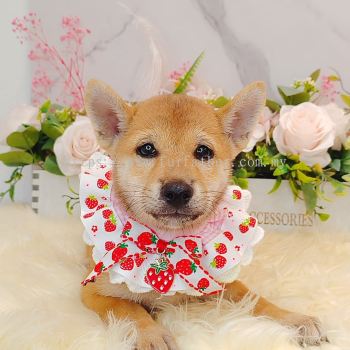  Shiba Inu 柴犬