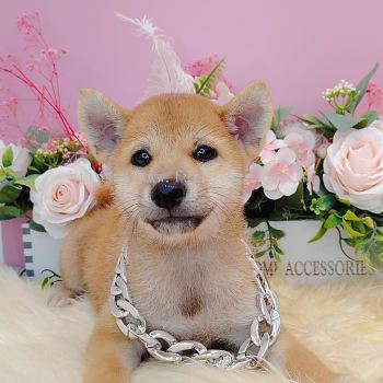  Shiba Inu 柴犬