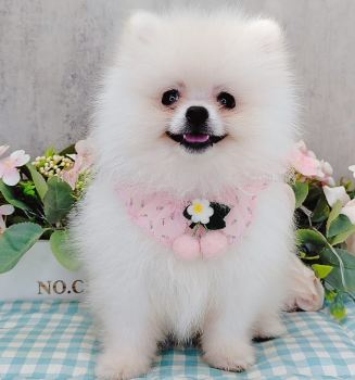 Pomeranian 博美