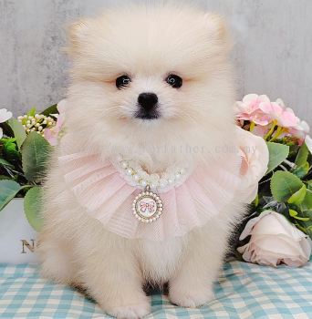 Pomeranian 博美