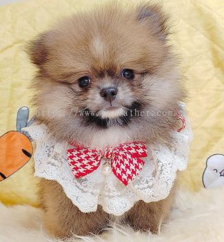 Pomeranian 博美