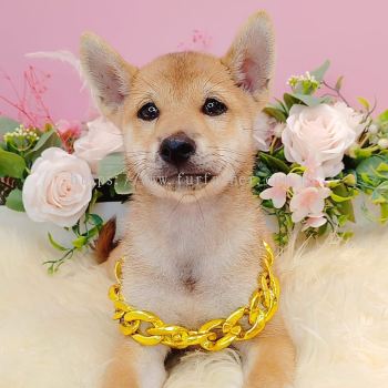  Shiba Inu 柴犬