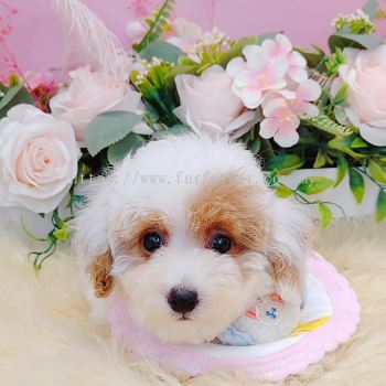 Maltipoo 马尔泰迪