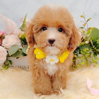 Maltipoo 马尔泰迪