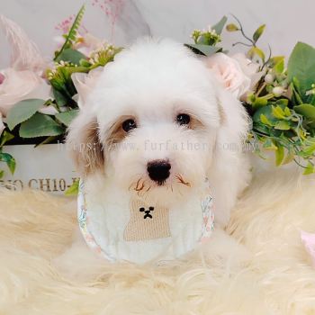 Maltipoo 马尔泰迪