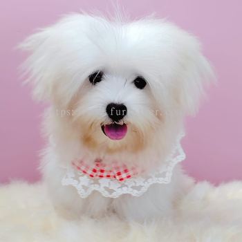 Maltese ˹