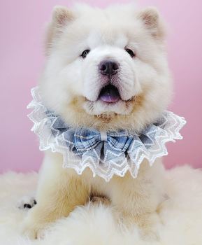 Chow Chow 松狮犬