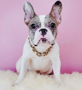  French Bulldog 法斗