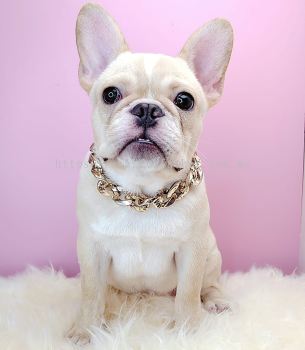 French Bulldog 法斗