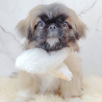  Pekingese 北京犬