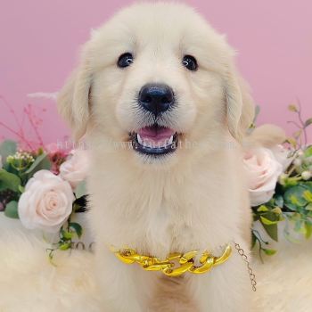 Golden Retriever 黄金猎犬