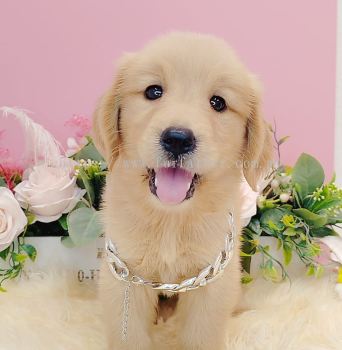  Golden Retriever 黄金猎犬